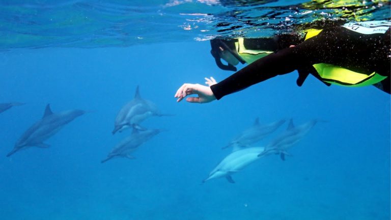 Swim With Dolphins in Hawaii