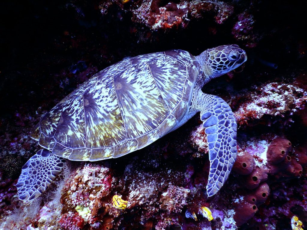 Snuba Diving Hawaii Turtle