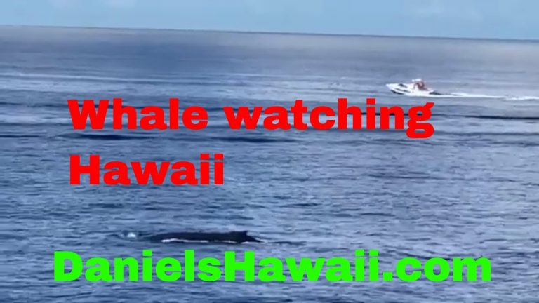 Whale Watching Tour in Hawaii