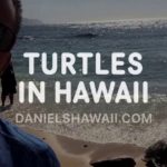 Best Spots to find Sea Turtles on Oahu