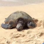 Explore Turtle Beach