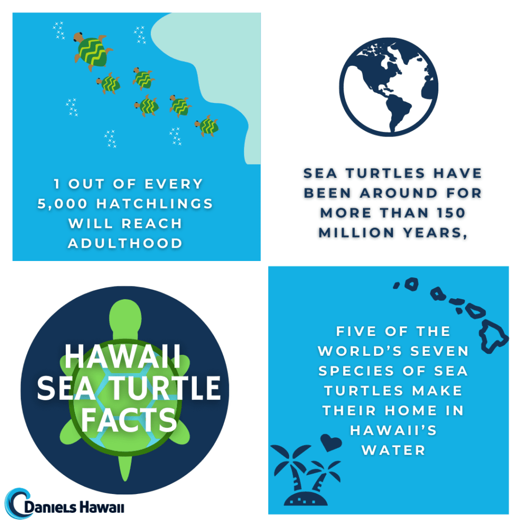 Hawaii Sea Turtle Facts