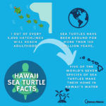Sea-Turtle-infographic-for-Social-Media