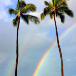 rainbow-palm-trees-tropical-paradise-preview