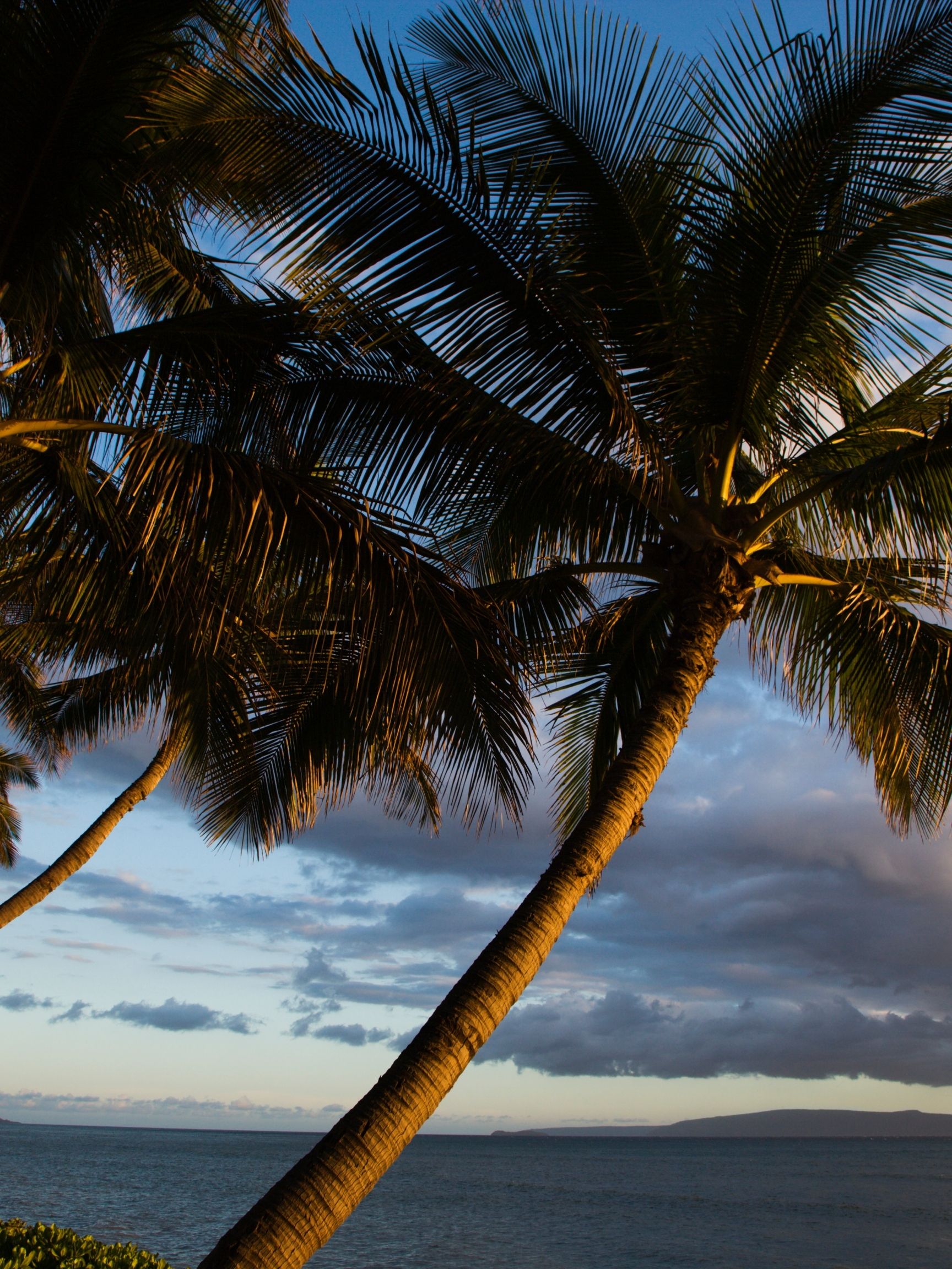 Palm trees await visitors to Hawaii