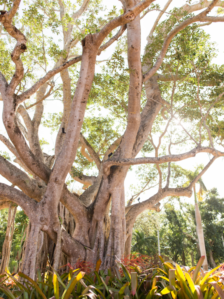 The banyan tree is a fixture at the Waikiki International Marketplace