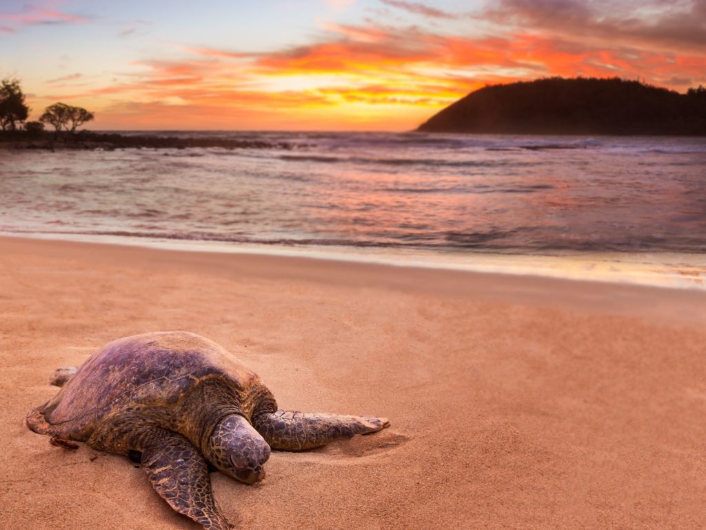 Sea turtle enjoys a sandy beach in Kauai