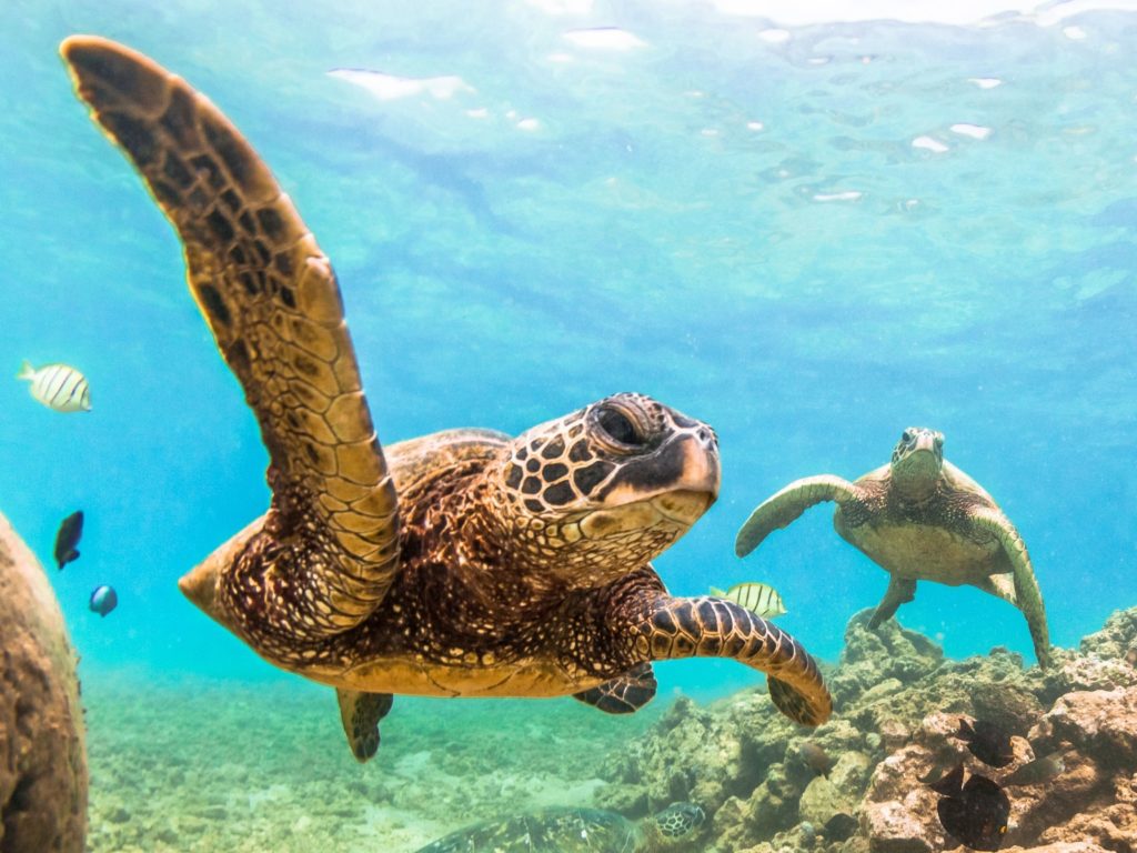 One of the best spots for sea turtles in Hawaii 
