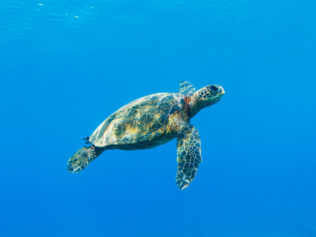 Sea turtle swims in clear water