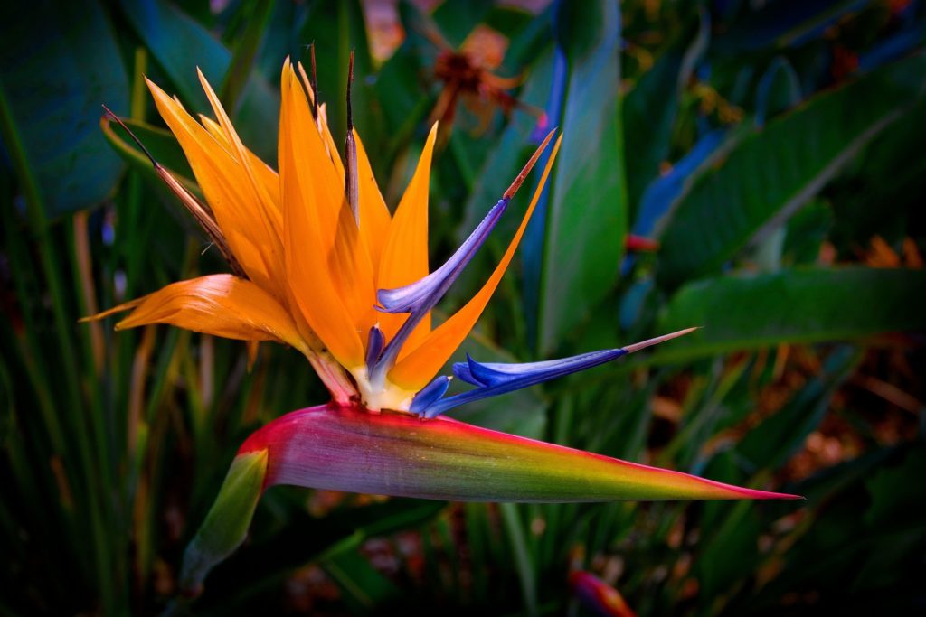 This flower displays a shock of color emulating a bird in flight