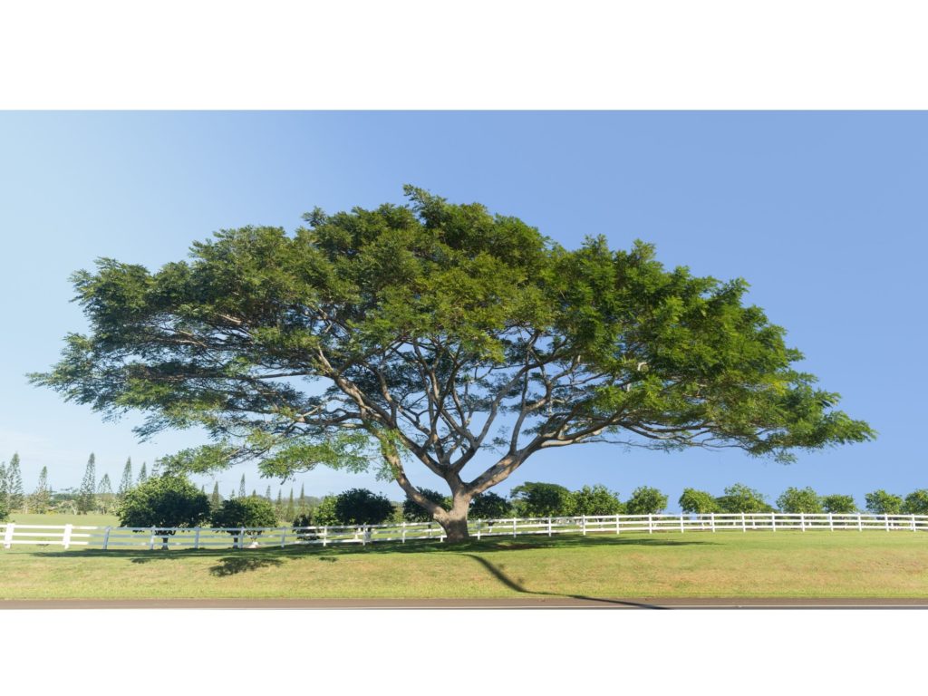 The acacia koa tree is native to Hawaii