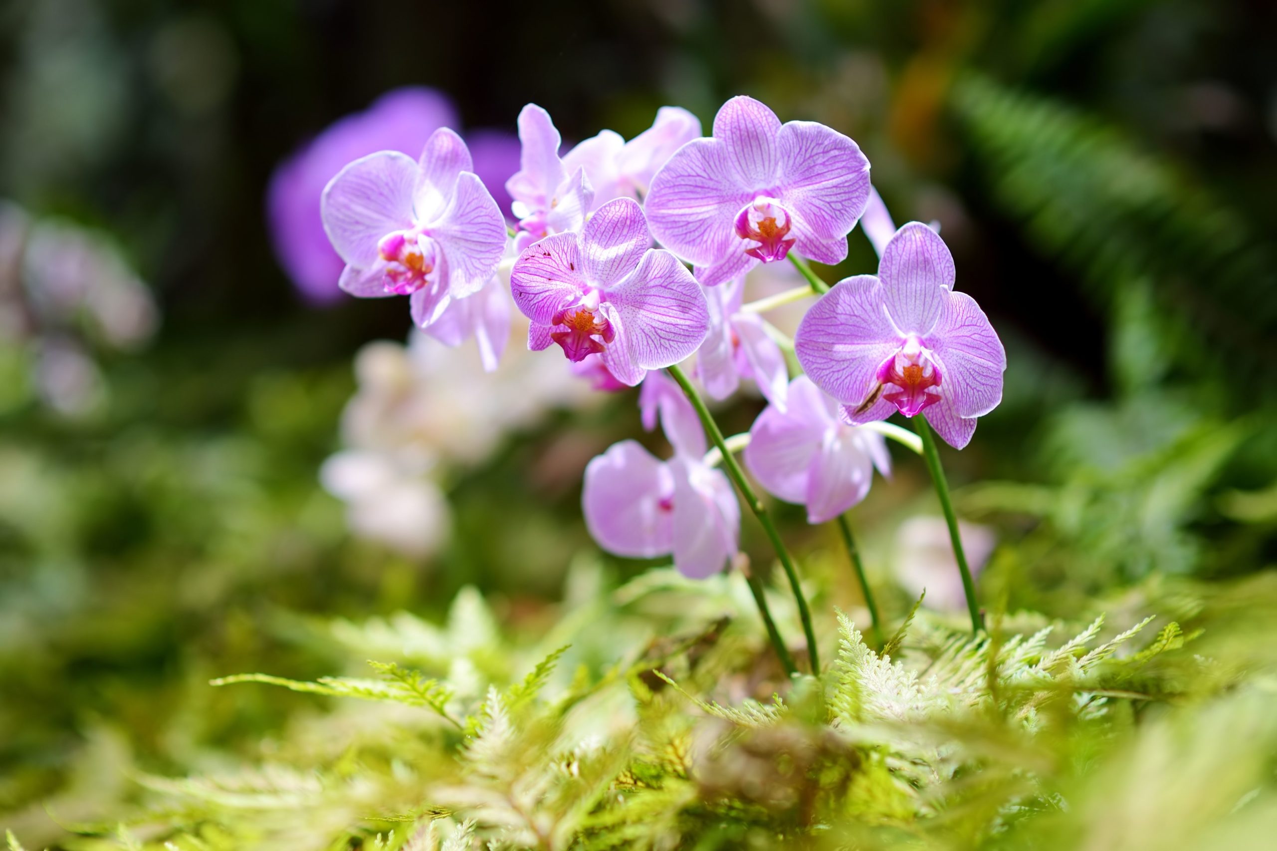 Orchids are a beloved Hawaiian flower