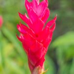 red-ginger-flower