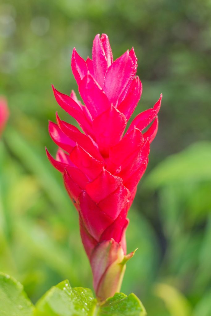 Up close shot of a red tower ginger 