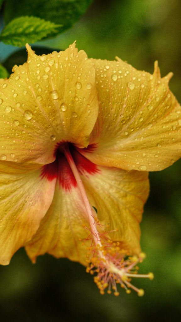 Yellow hibiscus is the state flower of Hawaii