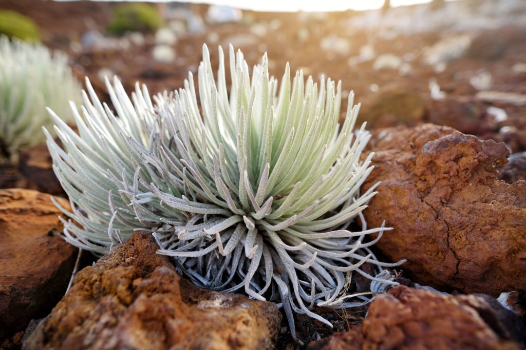 This precious Halekalā silversword will only bloom once before perishing on the dormant volcano