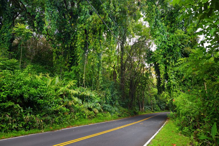 The road to Hana is a well known road in Maui