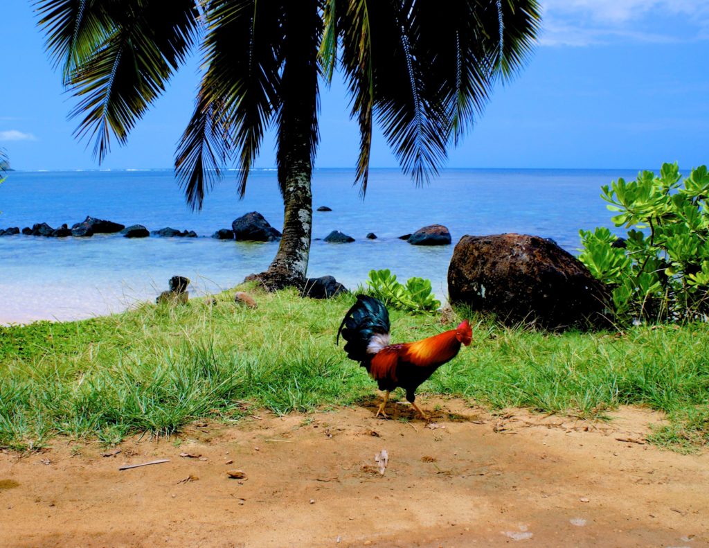 Chickens and roosters run wild in Kauai