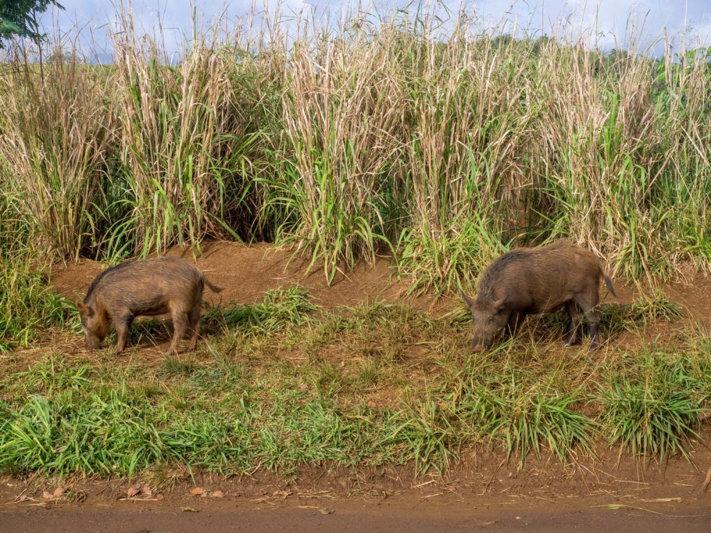 Pigs in Kauai