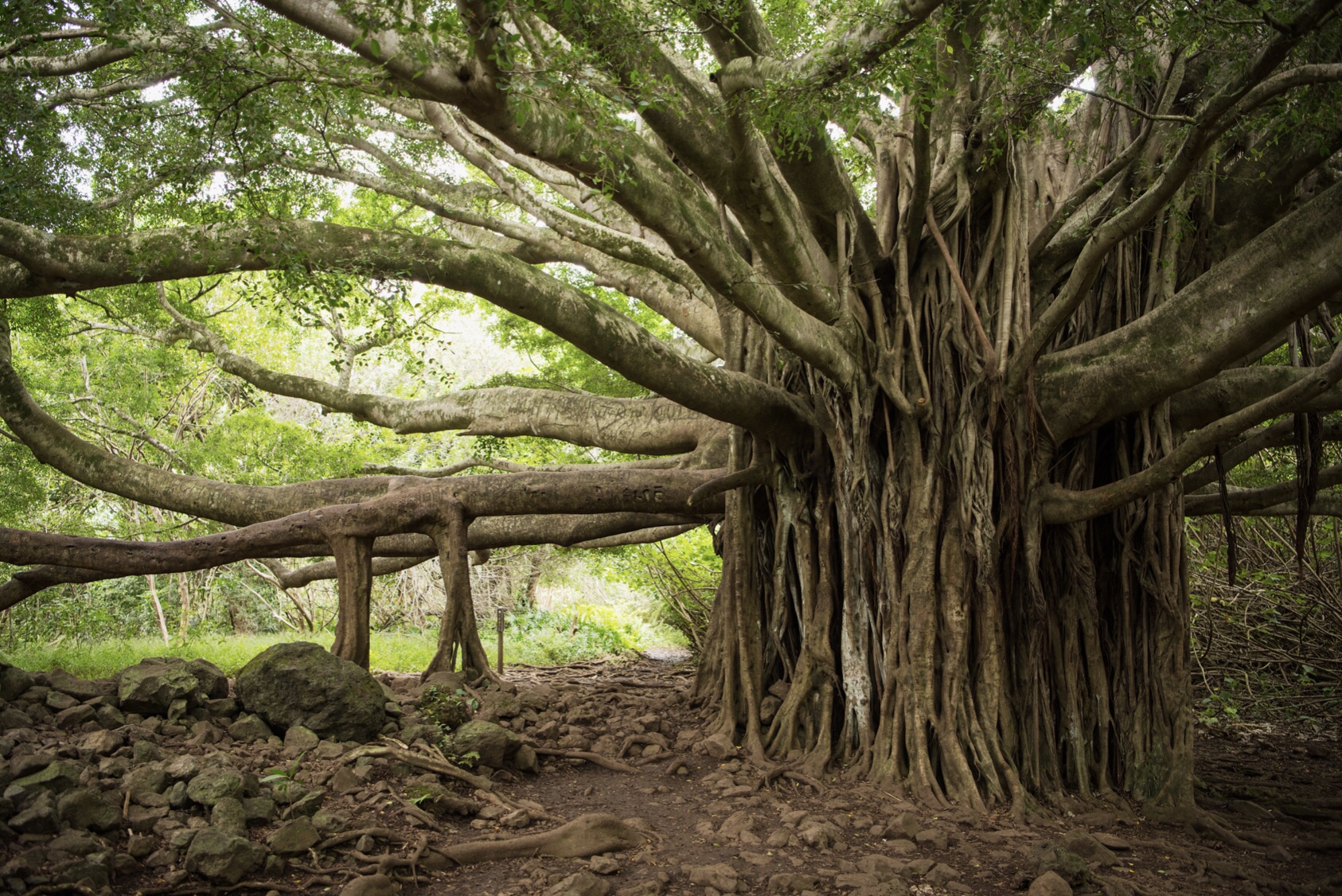 In Maui, you'll find the largest banyan tree in the United States 