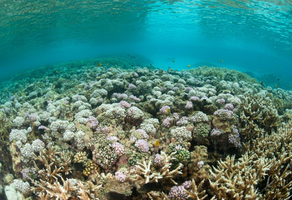 Bleached reefs die and no longer provide a flourishing habitat.