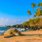 Endangered,Hawaiian,Green,Sea,Turtle,Resting,On,The,Sandy,Beach