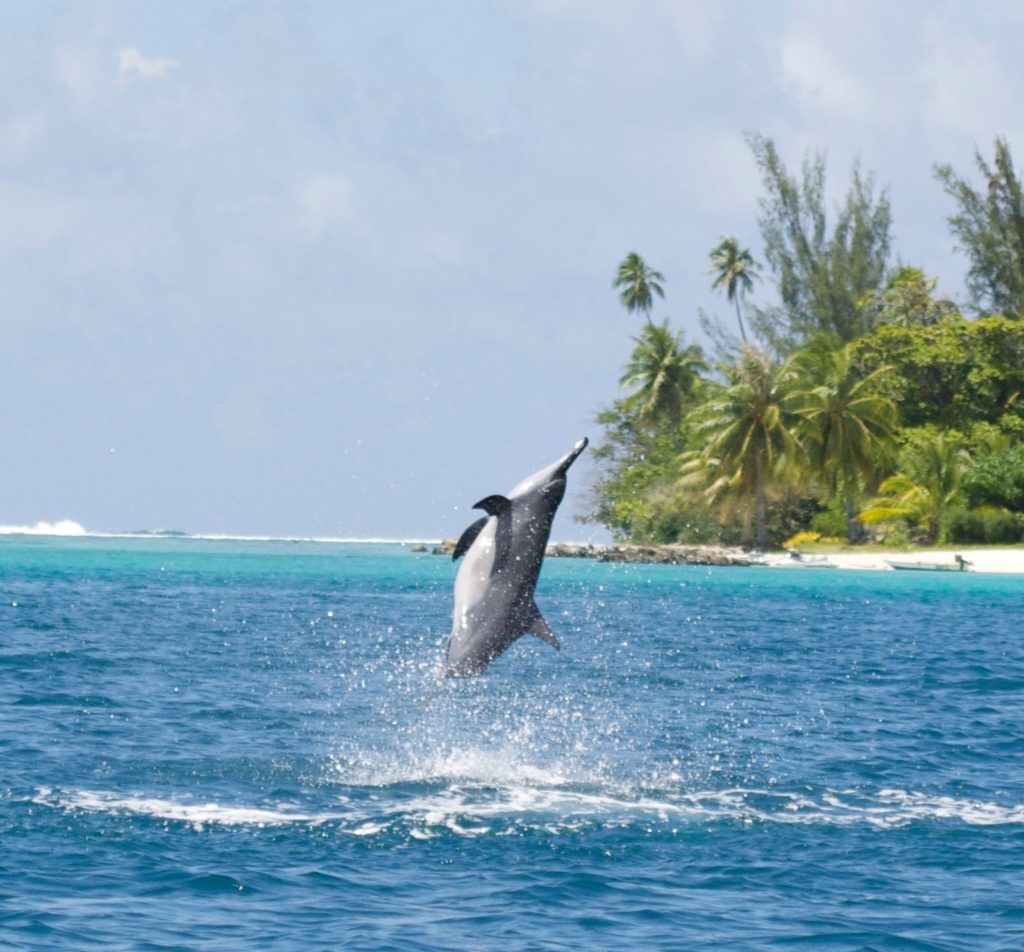 Meet dolphins in Hawaii. This spinner dolphin dances in the ocean.