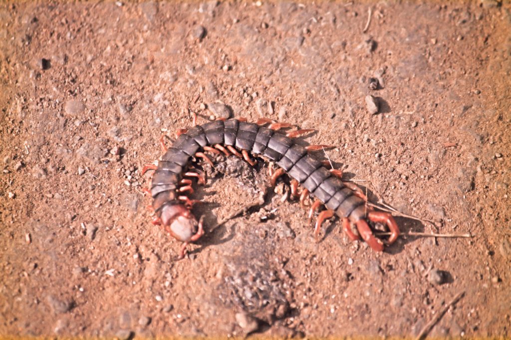 Scolopendra subspinipes is one of the dangerous animals in Hawaii