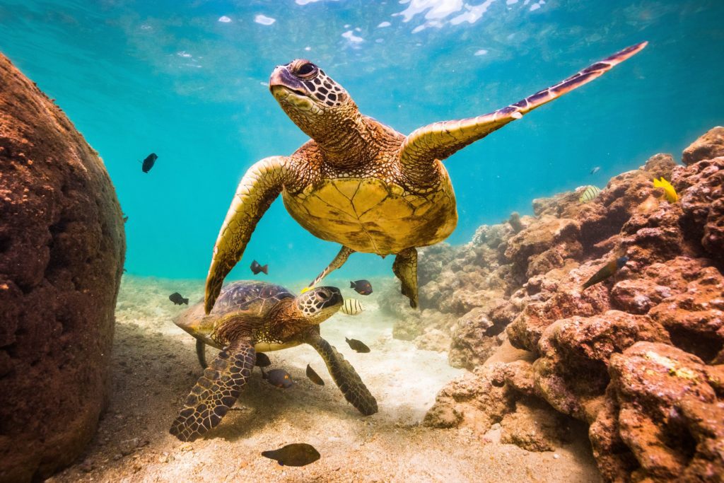 Hawaiian sea turtles need to be protected. Travel pono in Hawaii and be respectful when you see them. 