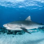 Tiger sharks are one of the most dangerous animals in Hawaii
