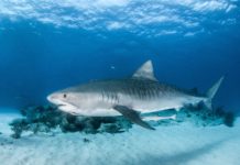 Tiger sharks are one of the most dangerous animals in Hawaii