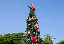 Christmas tree in Hawaii
