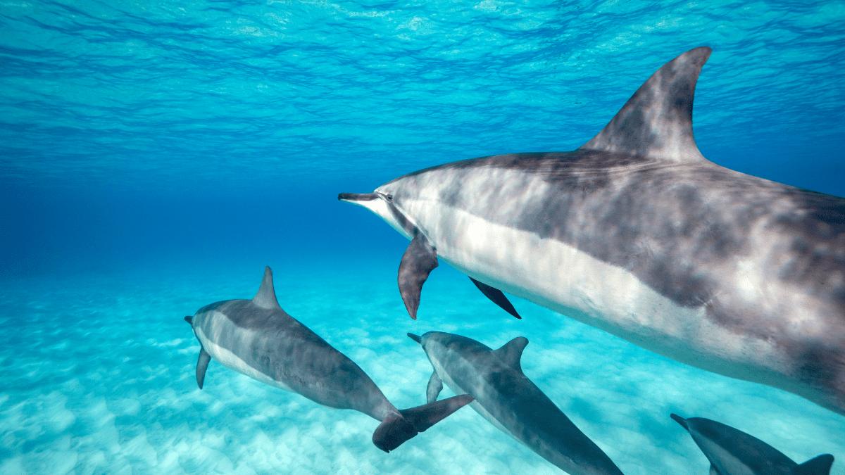 Dolphin Swim Oahu Hawaii