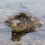Free-things-North-Shore-turtle