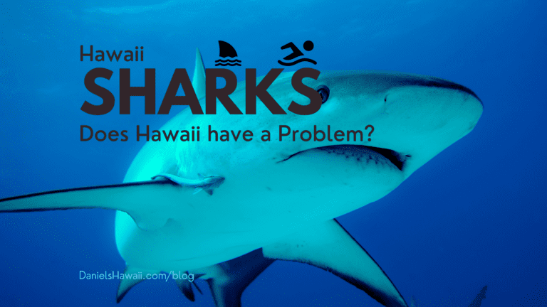 Hawaii Shark Attack Warning