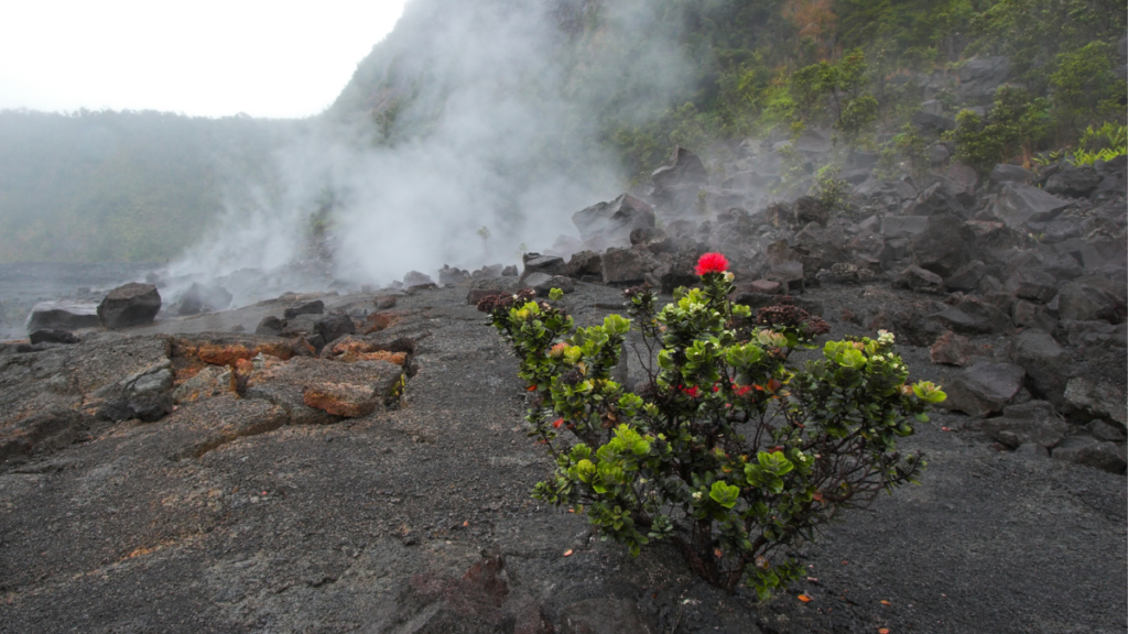 Ohia-Lehua on the Big Island growing near an active volcano