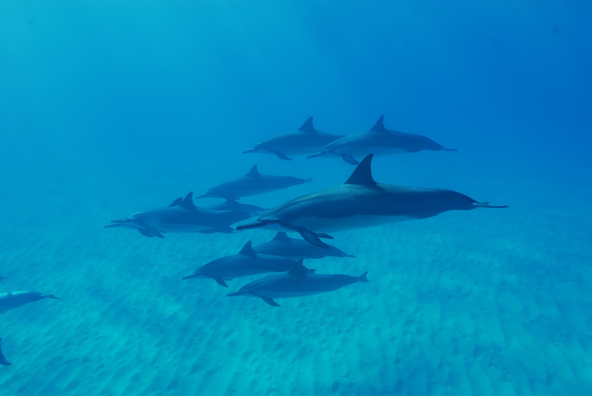 Dolphins on Oahu