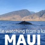 Maui Whale Watching From a Kayak