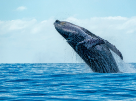 Maui humpback whale watching from a kayak