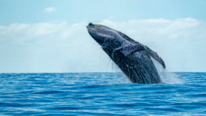 Maui humpback whale watching from a kayak