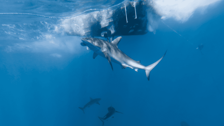 Oahu Cage-free Shark Diving