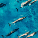 dolphins Oahu