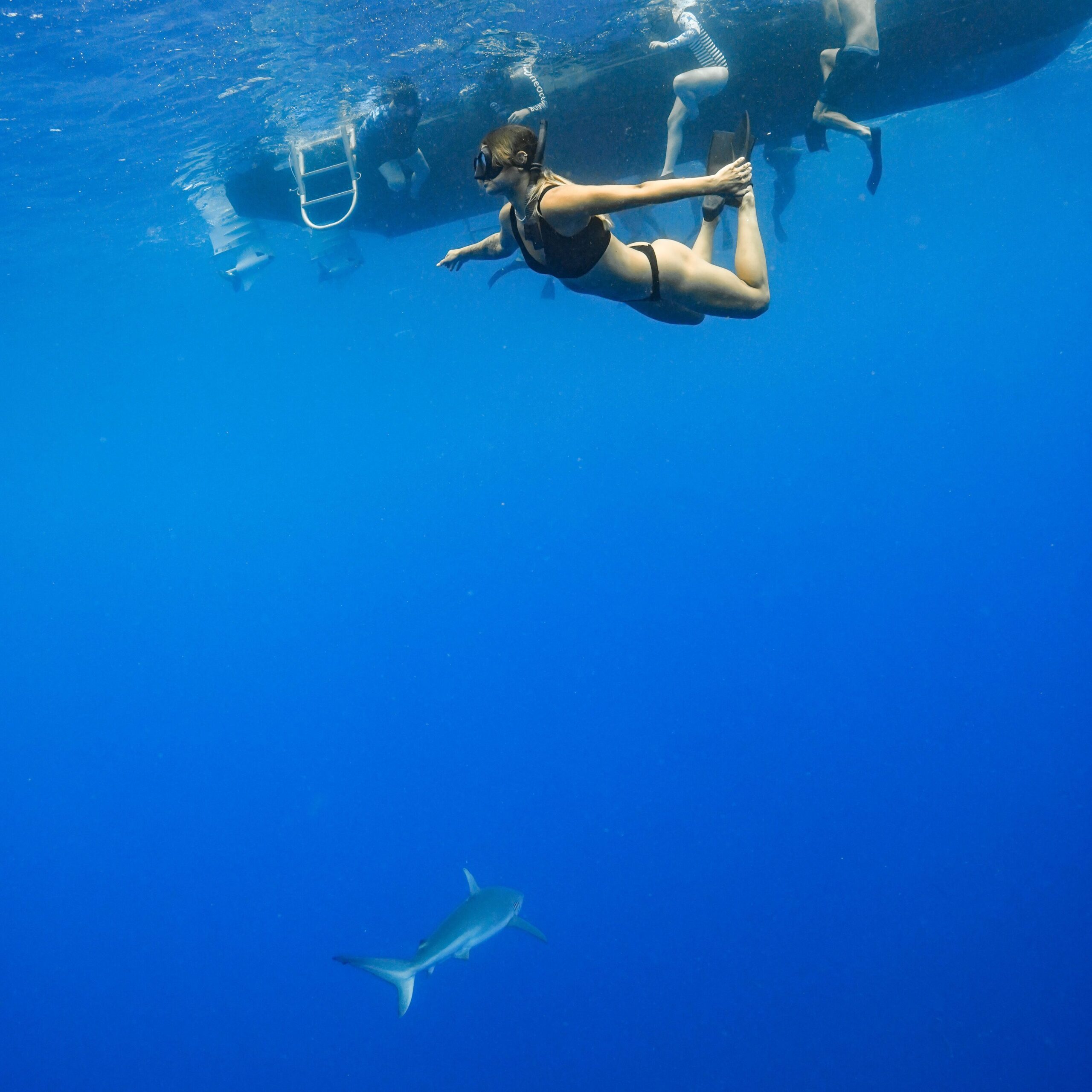 Shark Diving Hawaii