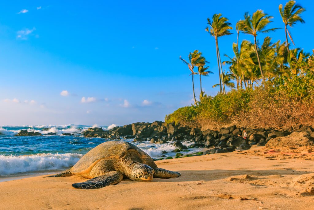 Turtle on Beach during Oahu Island Tour