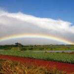 Rainbow Oahu Island Tours