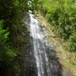 Manoa Falls Daniels Hawaii